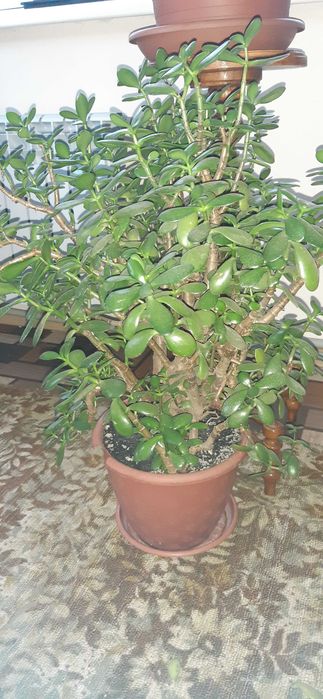 Грошове дерево квітка