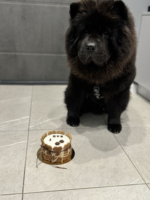 Кобель для вʼязки чау чау.