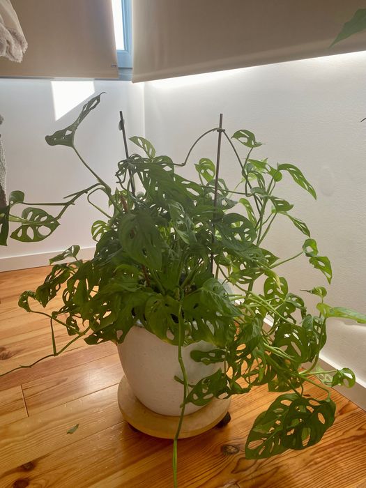 Planta Monstera