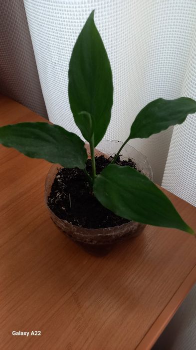 Спатифілум вазон