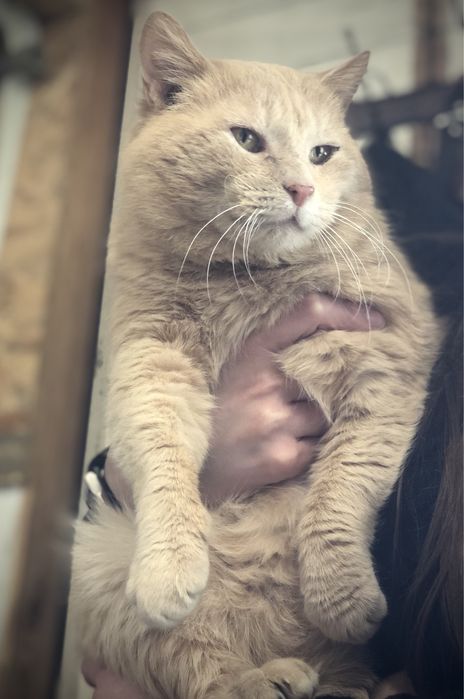 Руденький хлопчик у відповідальну родину