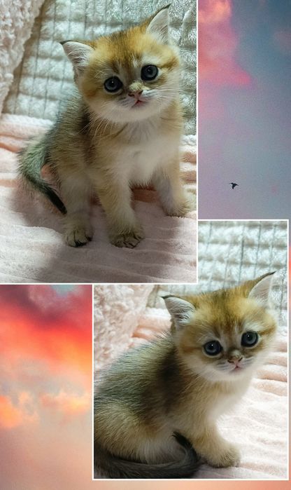 Золотая Шиншилла солнечная малышка+Есть котята