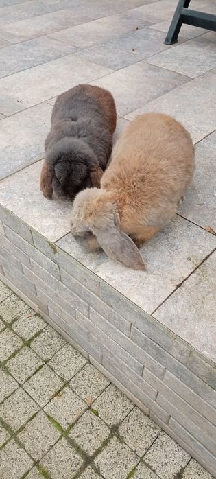 Królik baran niebieski