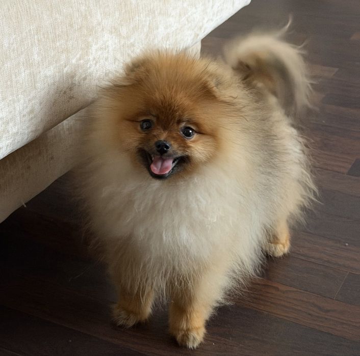 Цуценя померанського шпіца