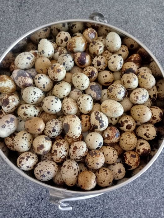 Ovos de codorniz & codornizes