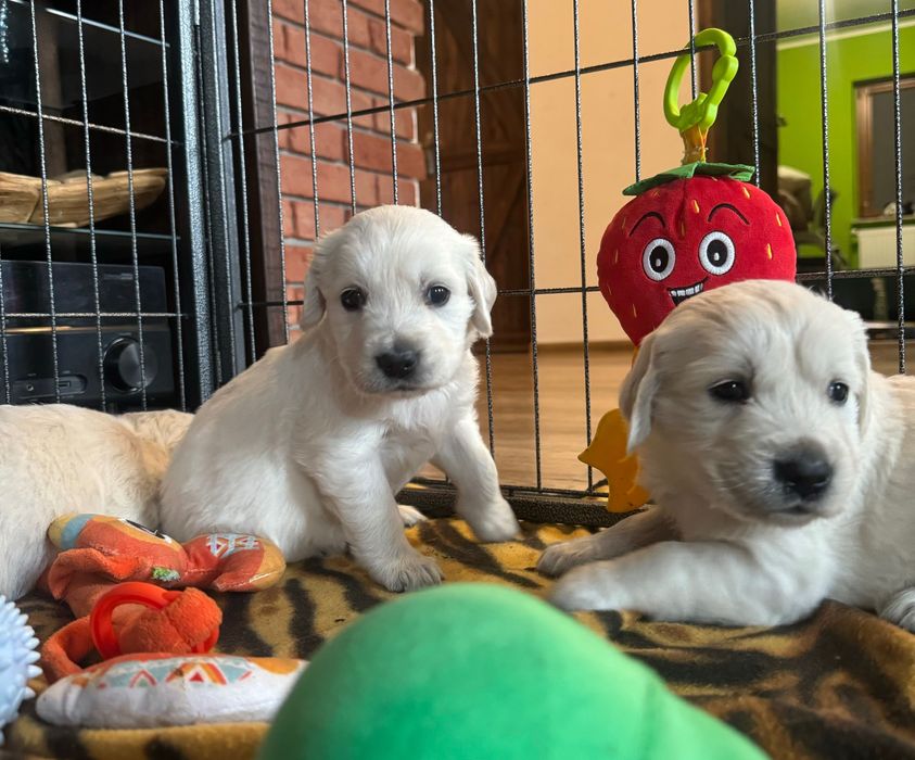 Golden retriever z rodowodem FCI ZKWP