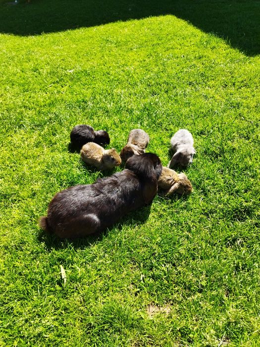 Króliki barany Francuskie w różnym wieku.