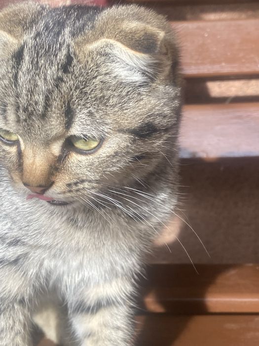 Віддам в добрі руки кішечку