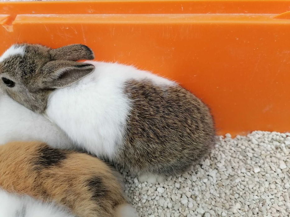 Kit Gaiola coelhos anões mini toy