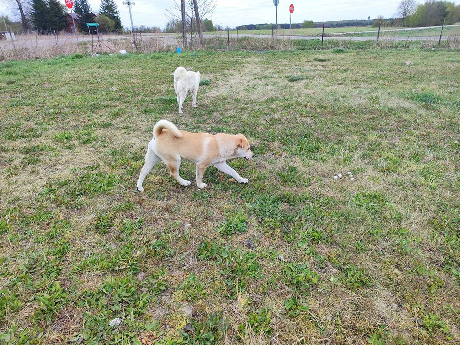 Luna, hybryda Akita inu + labrador
