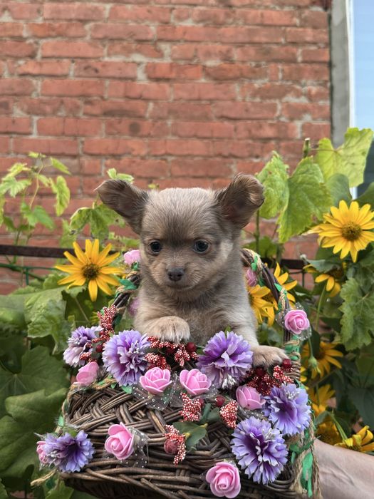 Супер лілово підпала красуня