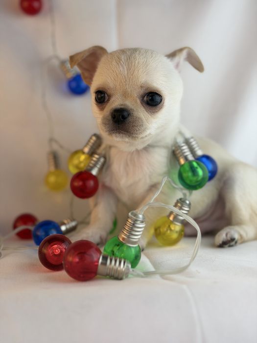 chihuahua macho branco pelo curto