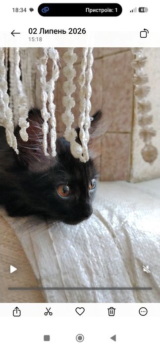Маленька киця, кошеня