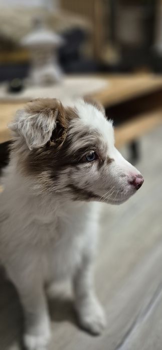 Border Collie szczenięta