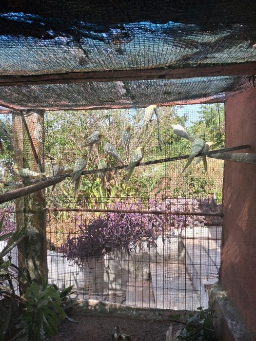 Caturras criadas em viveiro