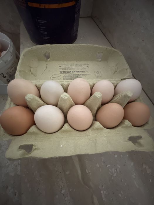 Jajka wiejskie jajko