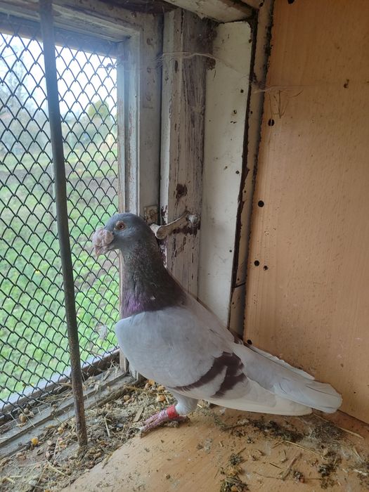 Sprzedam gołębie