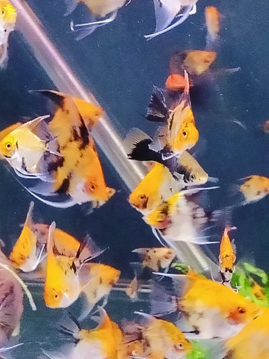 Skalary Koi/Red Devil