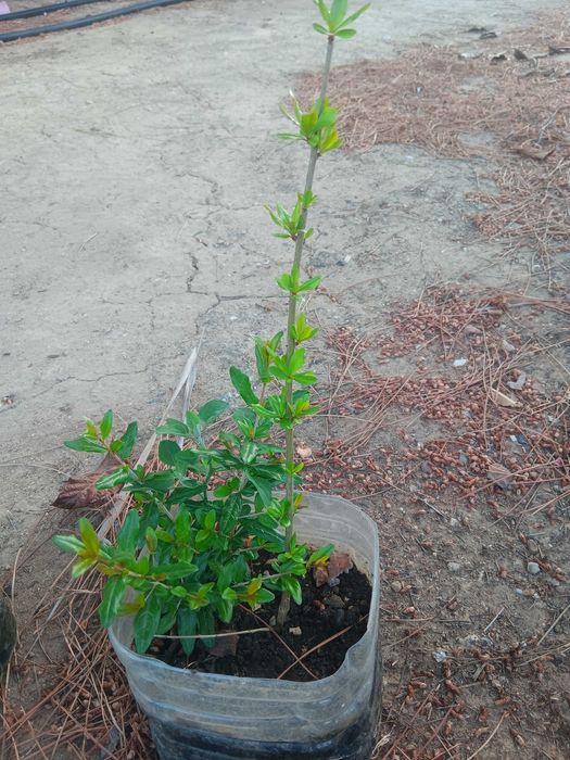 Romanzeiras enraizadas