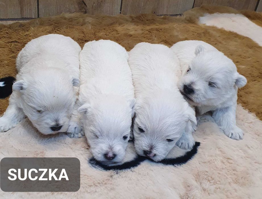 West Highland White Terrier - Śliczna suczka