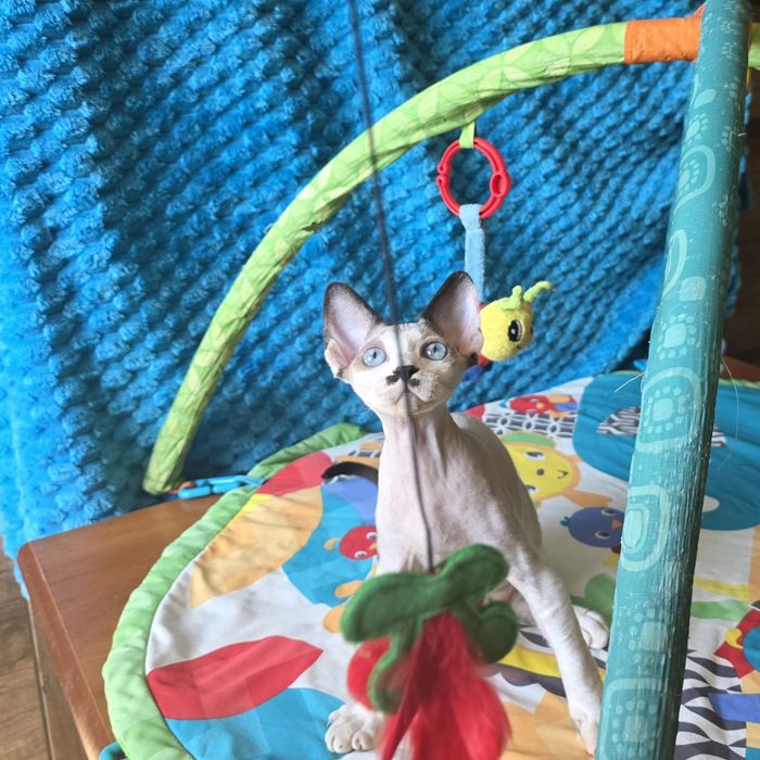 Kocurek niebieskooki Devon rex