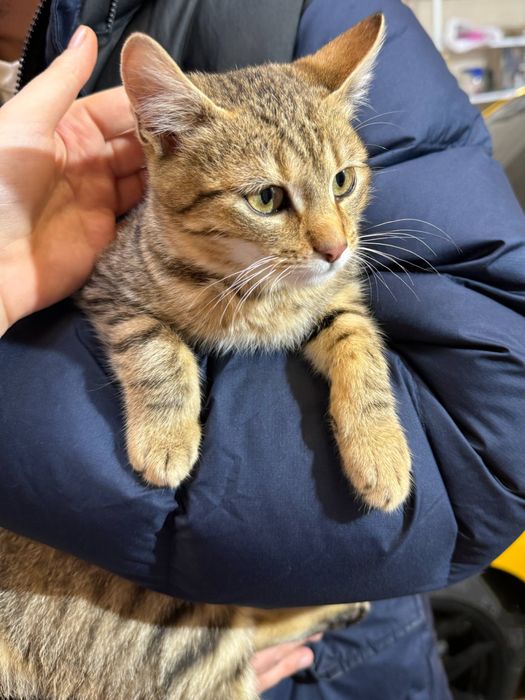 Кошеня, хлопчик 4-5 місяців , Котик , Котеня