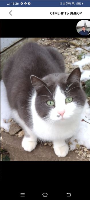 Кицюня шукає дім