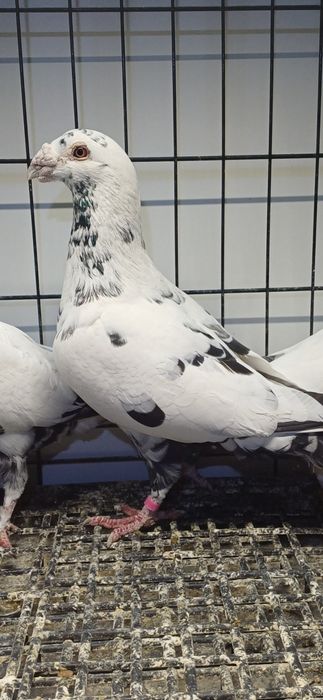 Gołębie Pocztowe tygrysy, mulemansy