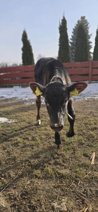 Cielak po dużej krowie