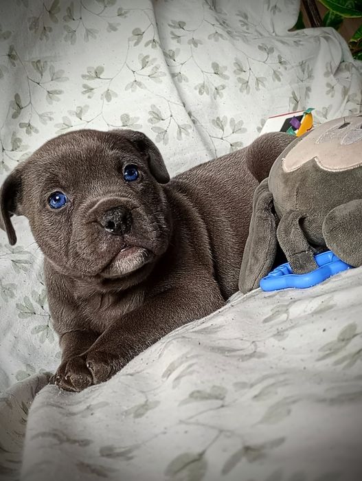 Amerycan Stanford terier  amstaff
