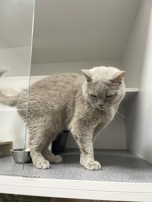 Котик Браян в добрі руки