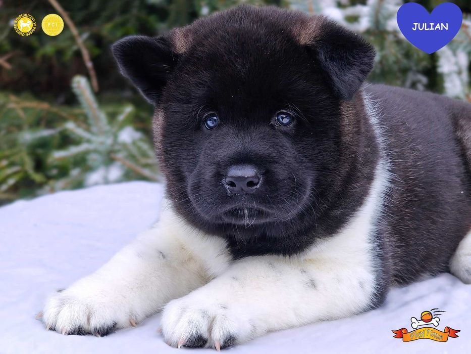 Samiec szczenię Akita Amerykańska -odbiór marzec -hodowla PlayTime FCI