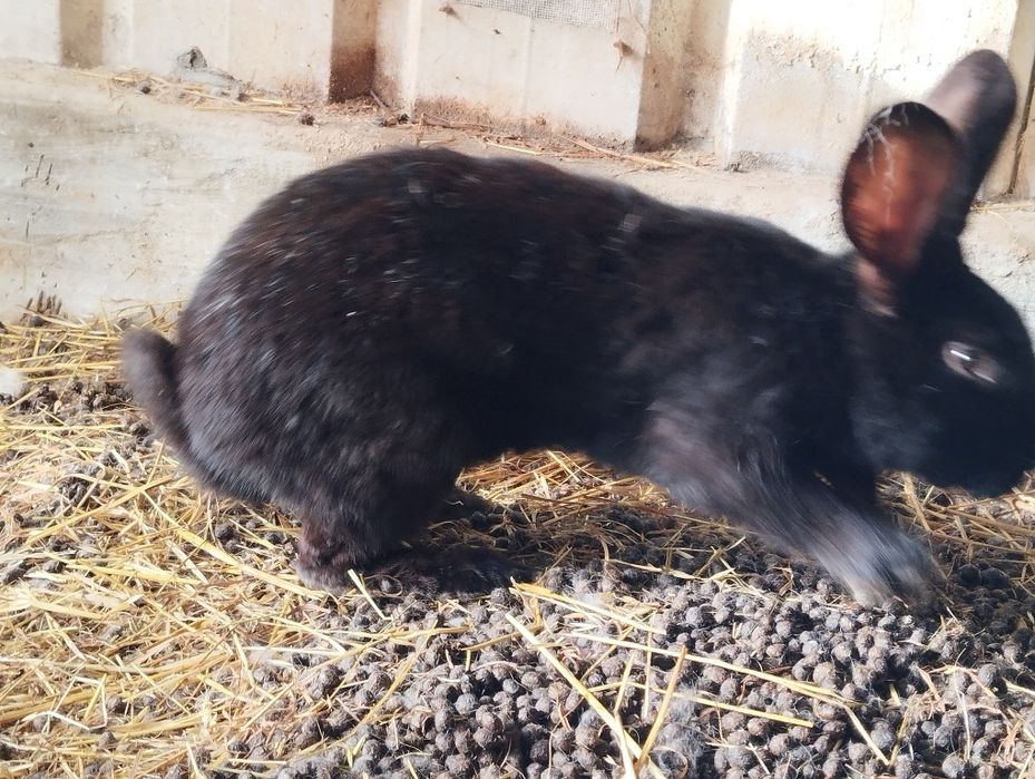 Vendo coelhos machos  e fêmeas prontos a fazer criação