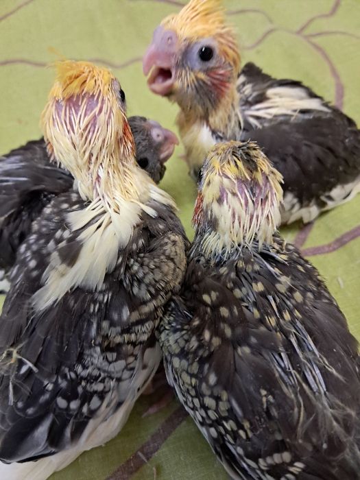 Продам большую клетку и все для птенцов корелл