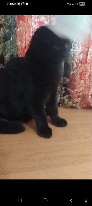 Шотландская чорная кошечка