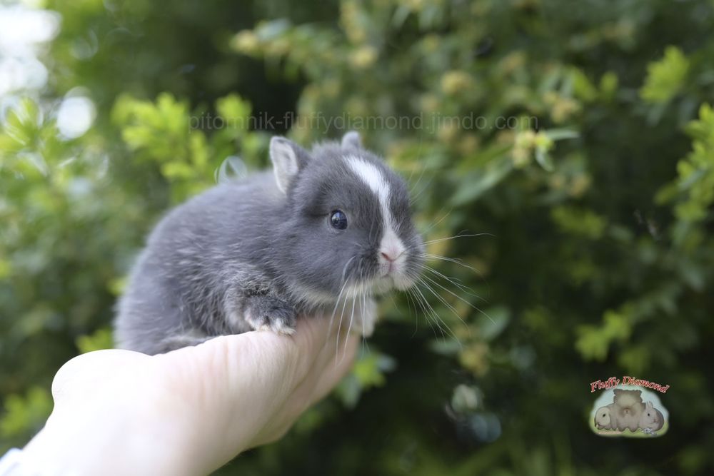 Карликові кролики з розплідника "Fluffy Diamond"