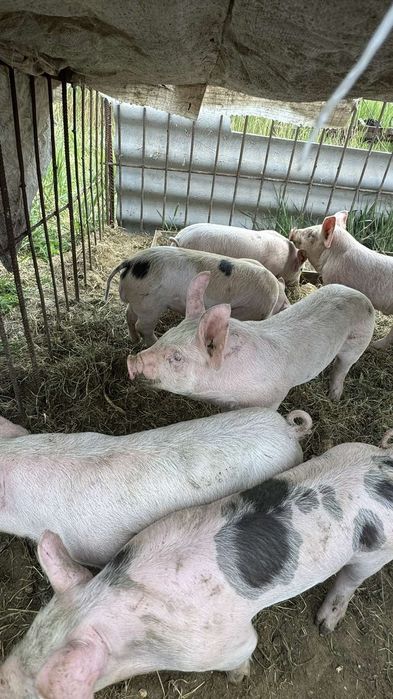 Продам поросят мясной породы