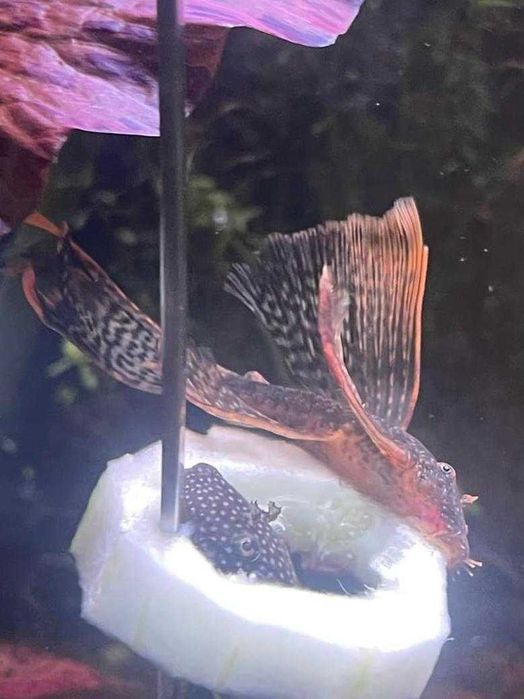 Ancistrus varias linhas