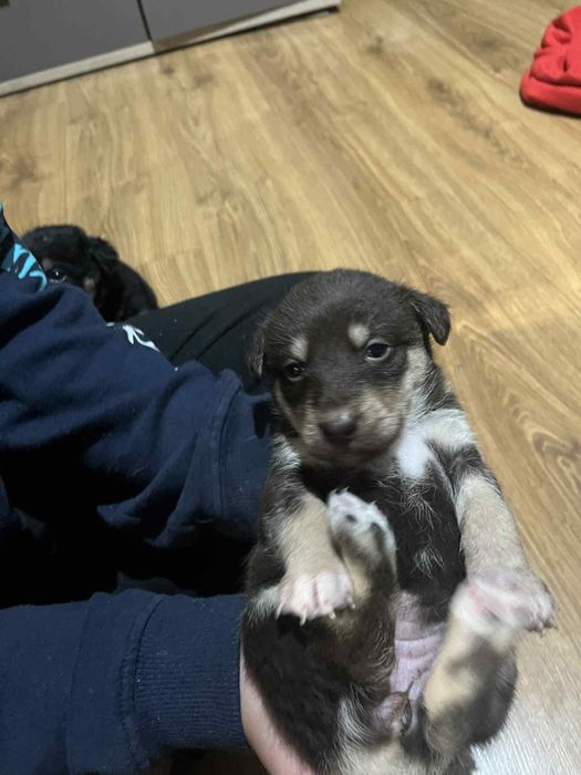 Pieski do wydania za darmo