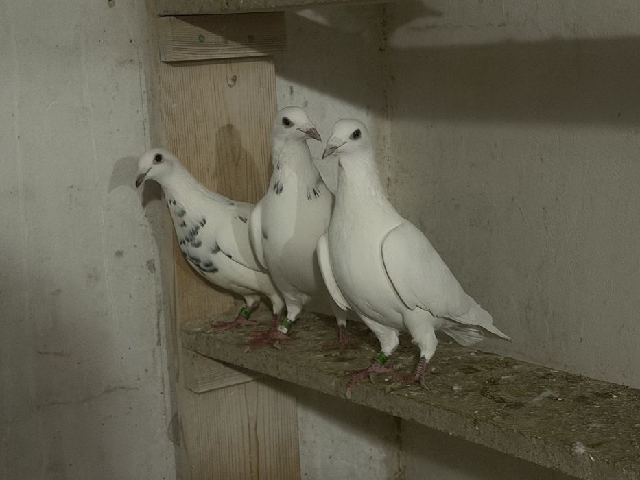 Białe gołębie pocztowe
