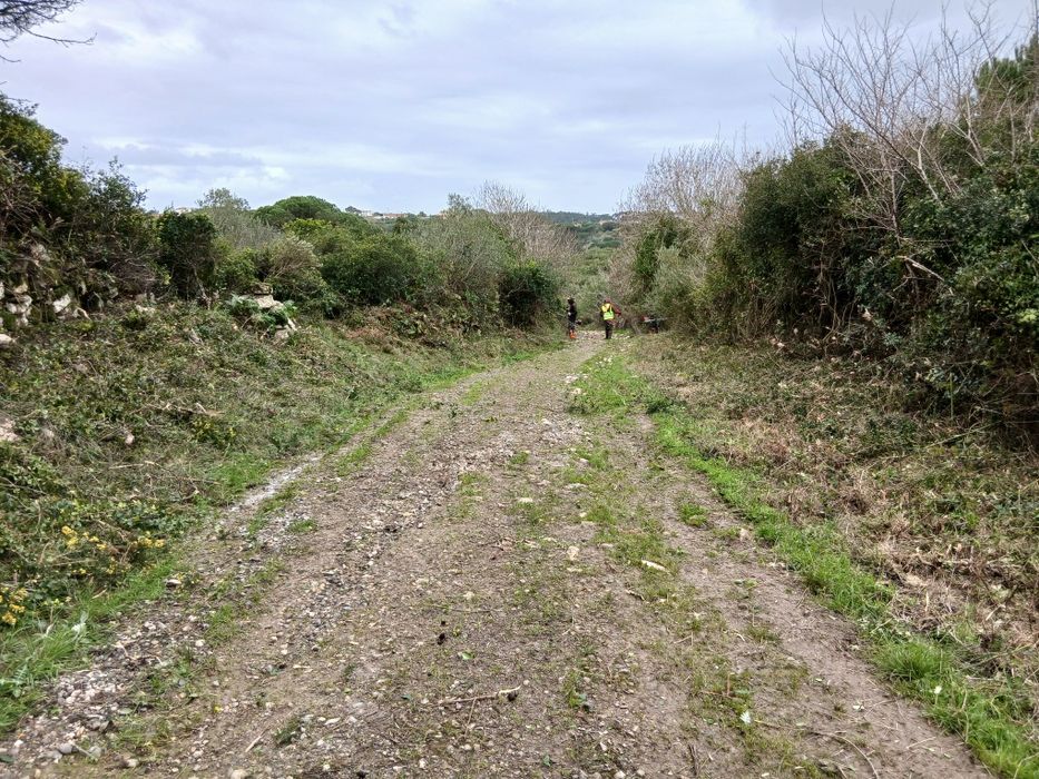 Limpeza e Manutenção de Terrenos e Jardins