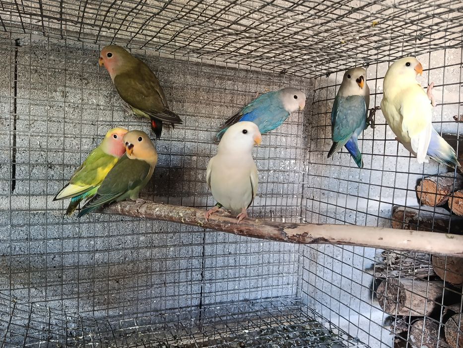 Agapornis roseicollis