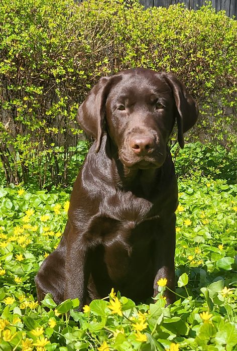 Щенки лабрадора ретривера