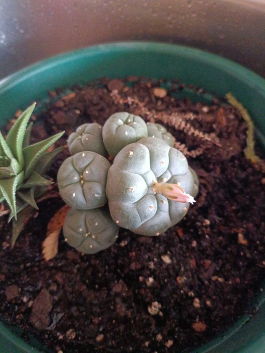 Vendo peyote com 8 anos