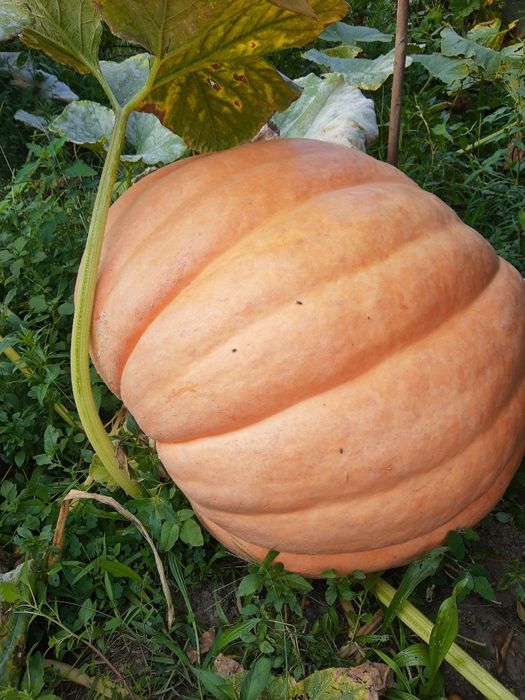 Pés de abóbora gigante