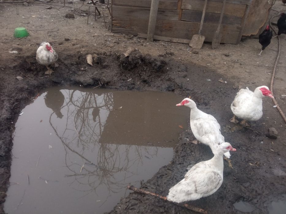 Продам (мускусные утята) Немецкая линия