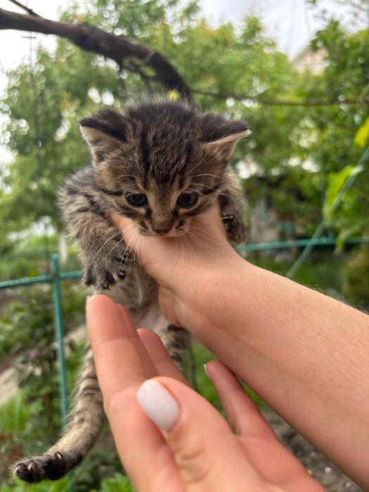 Кошенята в гарні руки безкоштовно