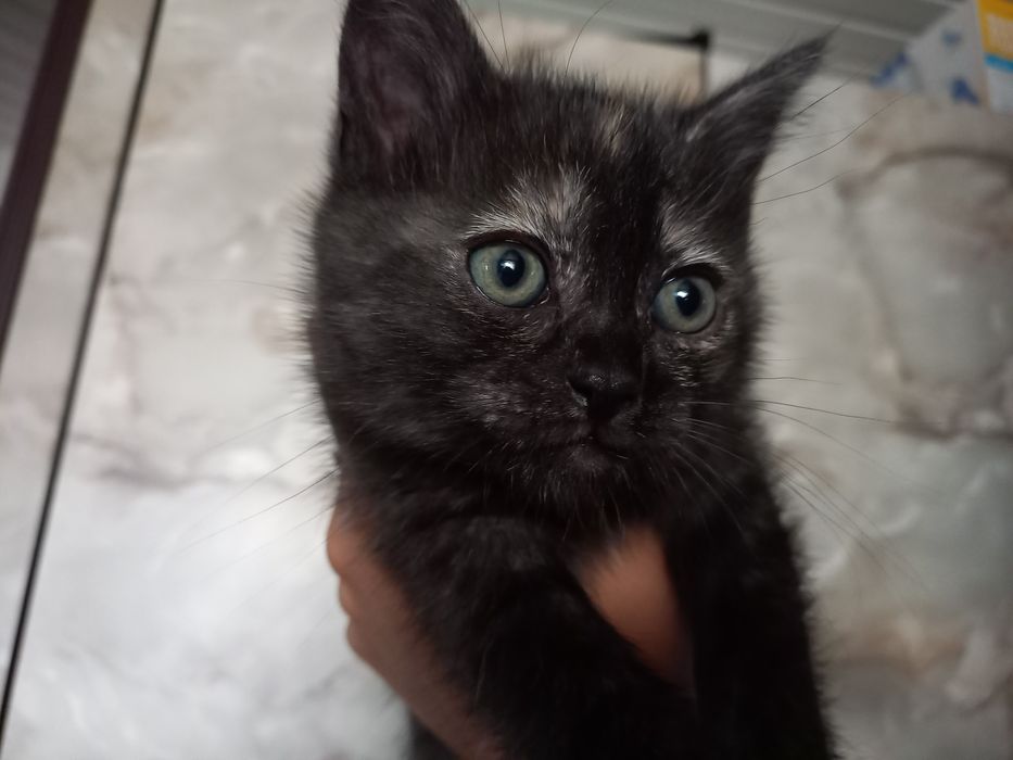 Віддам кицю в добрі руки