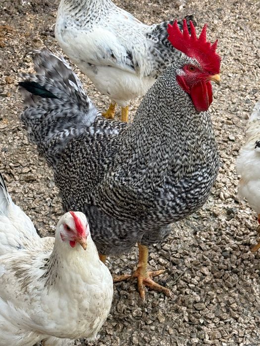 Galos Adultos à Venda