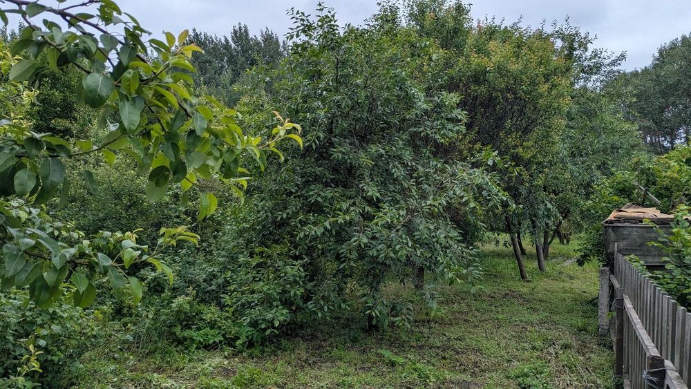 Дім з блакитними ставнями